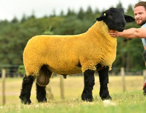 The Scottish Farmer: Stewart Lathangie's dearest ET lamb made 38,000gns